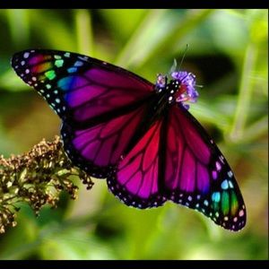 Meet your Posher, DeLana